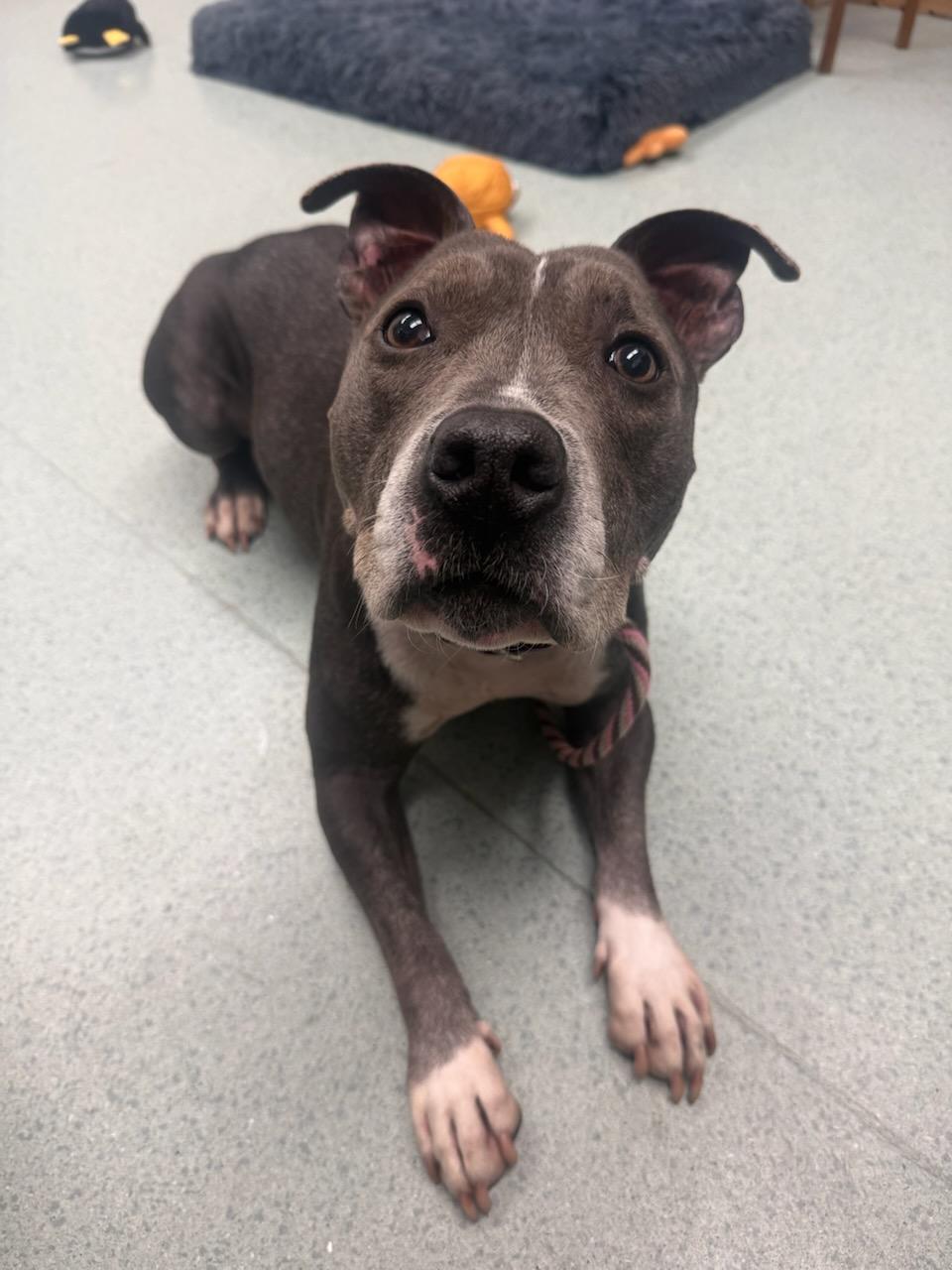 Jazmin, ADOPTABLE, Adult Female Pit Bull Terrier.