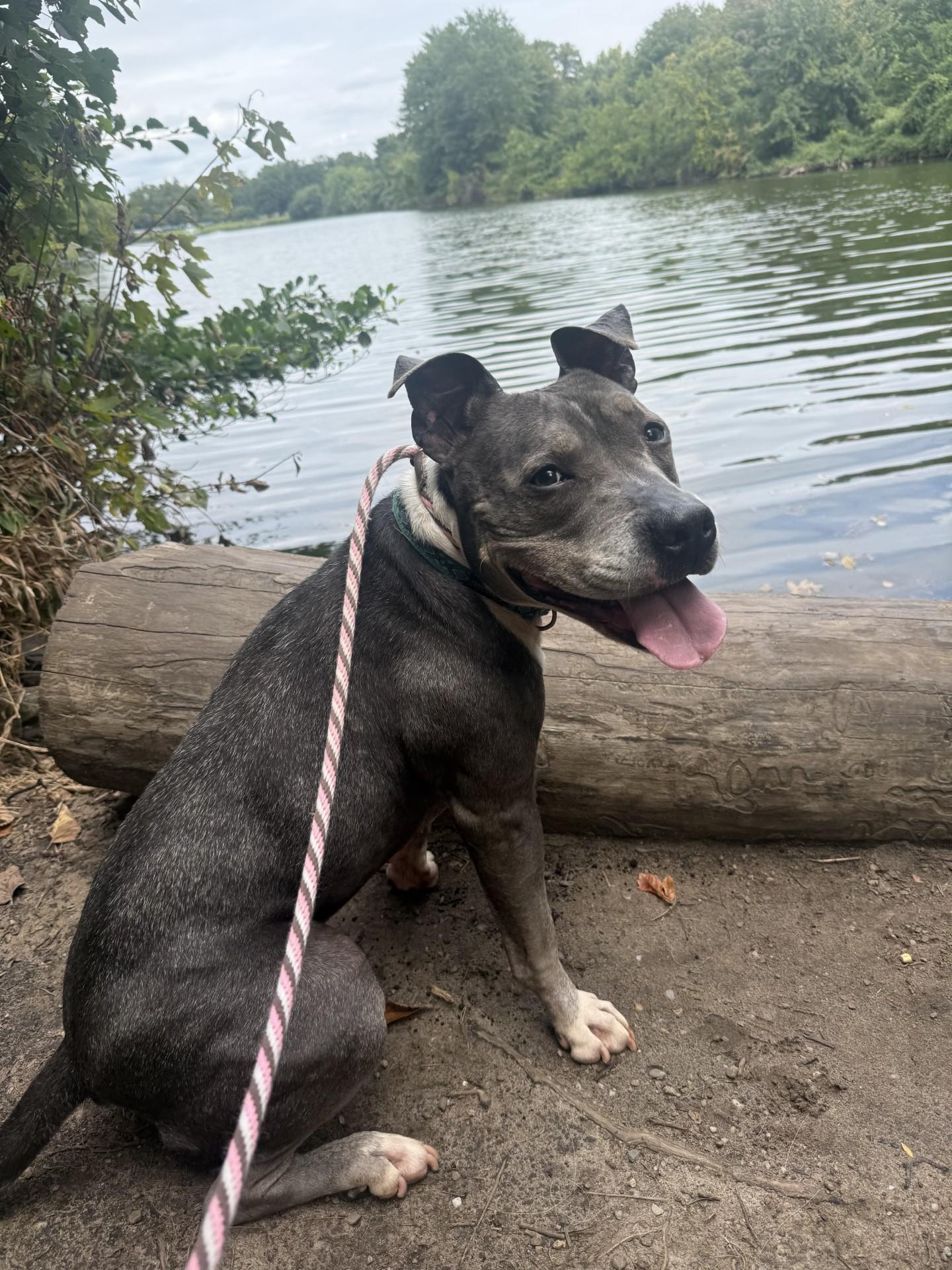 Enlarge Jazmin, a ADOPTABLE mixed breed in Teterboro, NJ image 2/6