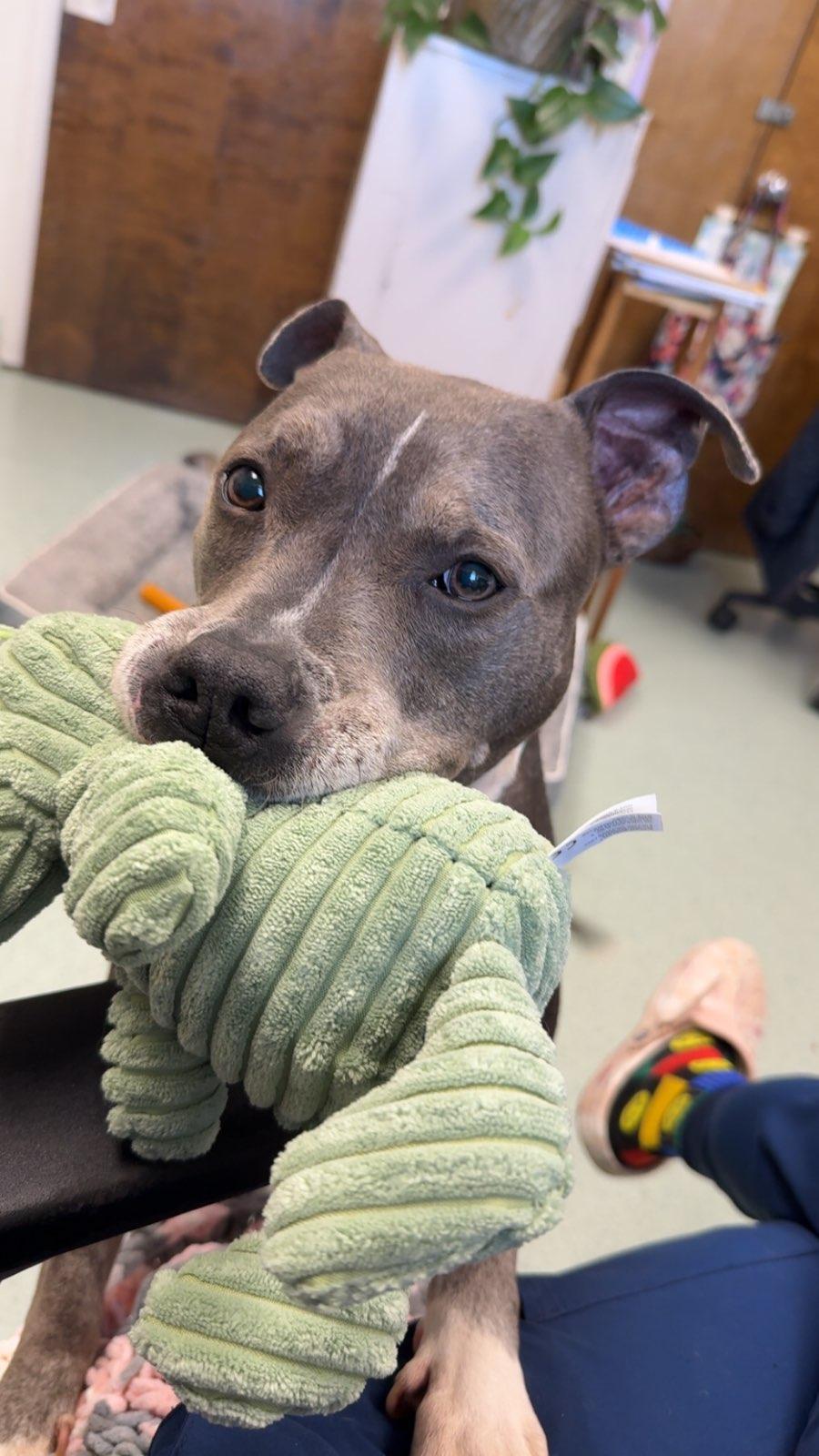 Enlarge Jazmin, a ADOPTABLE mixed breed in Teterboro, NJ image 5/6