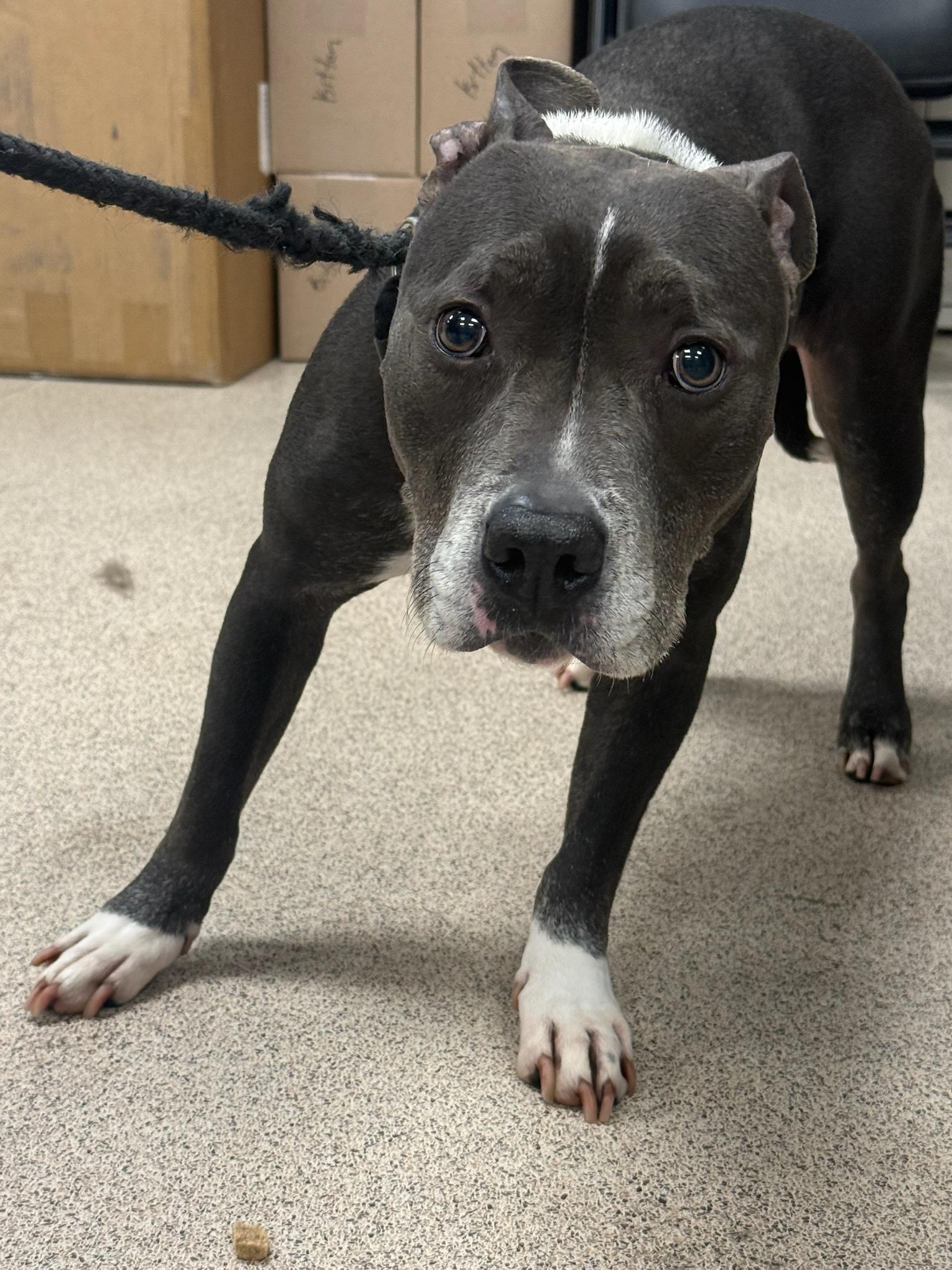 Jazmin, a ADOPTABLE Pit Bull Terrier in Teterboro, NJ image 3/3