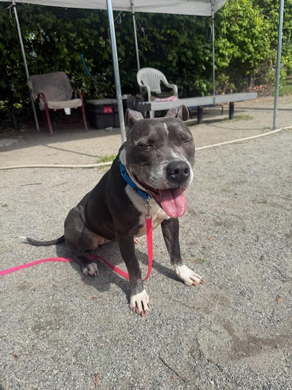Enlarge Jazmin, a ADOPTABLE mixed breed in Teterboro, NJ image 6/6