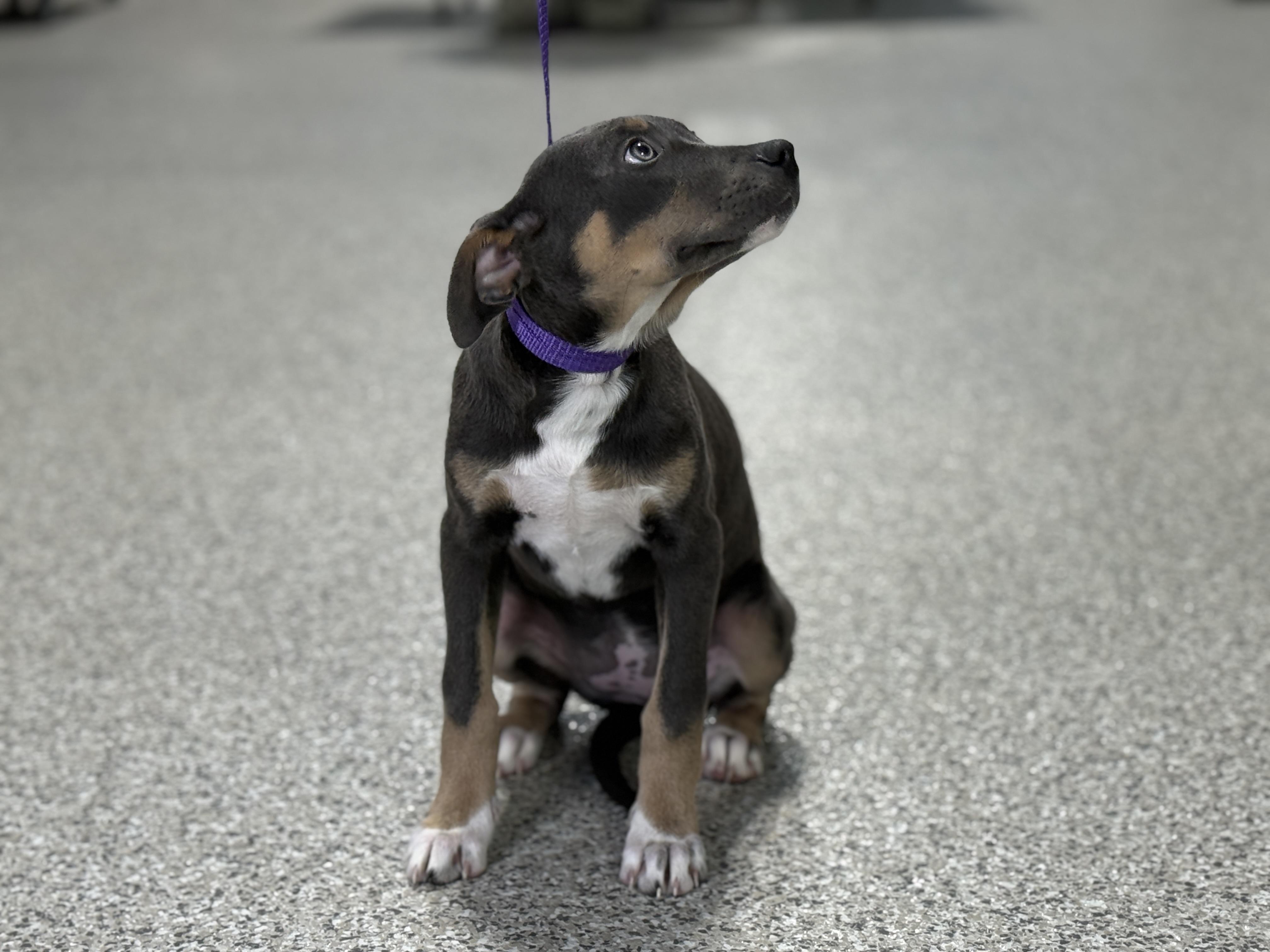 Enlarge Azalea, a Adoptable mixed breed in San Antonio, TX image 2/3