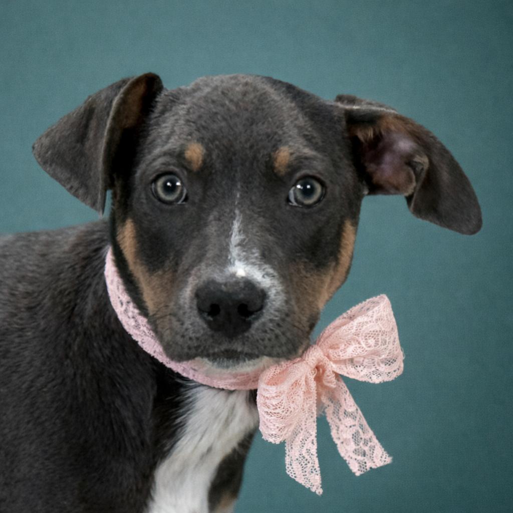 Enlarge Azalea, a Adoptable mixed breed in San Antonio, TX image 1/3