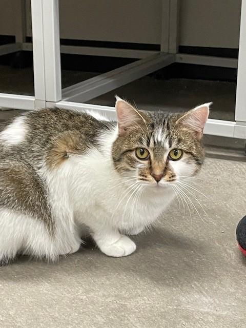 Enlarge Parsons, a ADOPTABLE Domestic Short Hair in Hayward, WI image 2/2