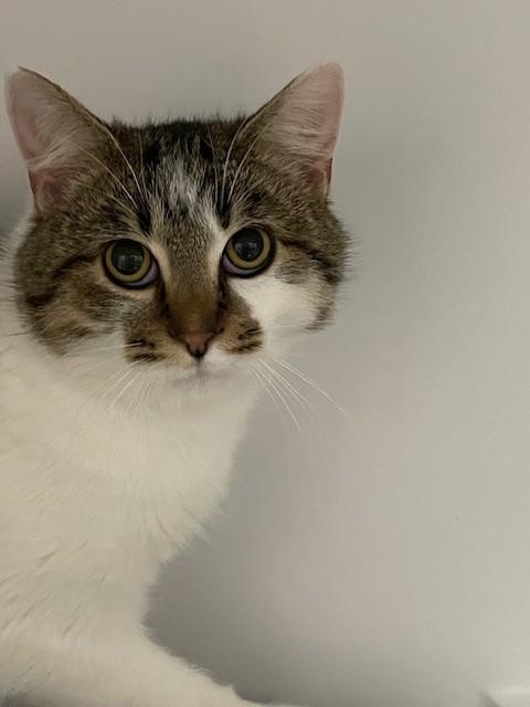 Parsons, ADOPTABLE, Adult Male Domestic Short Hair.