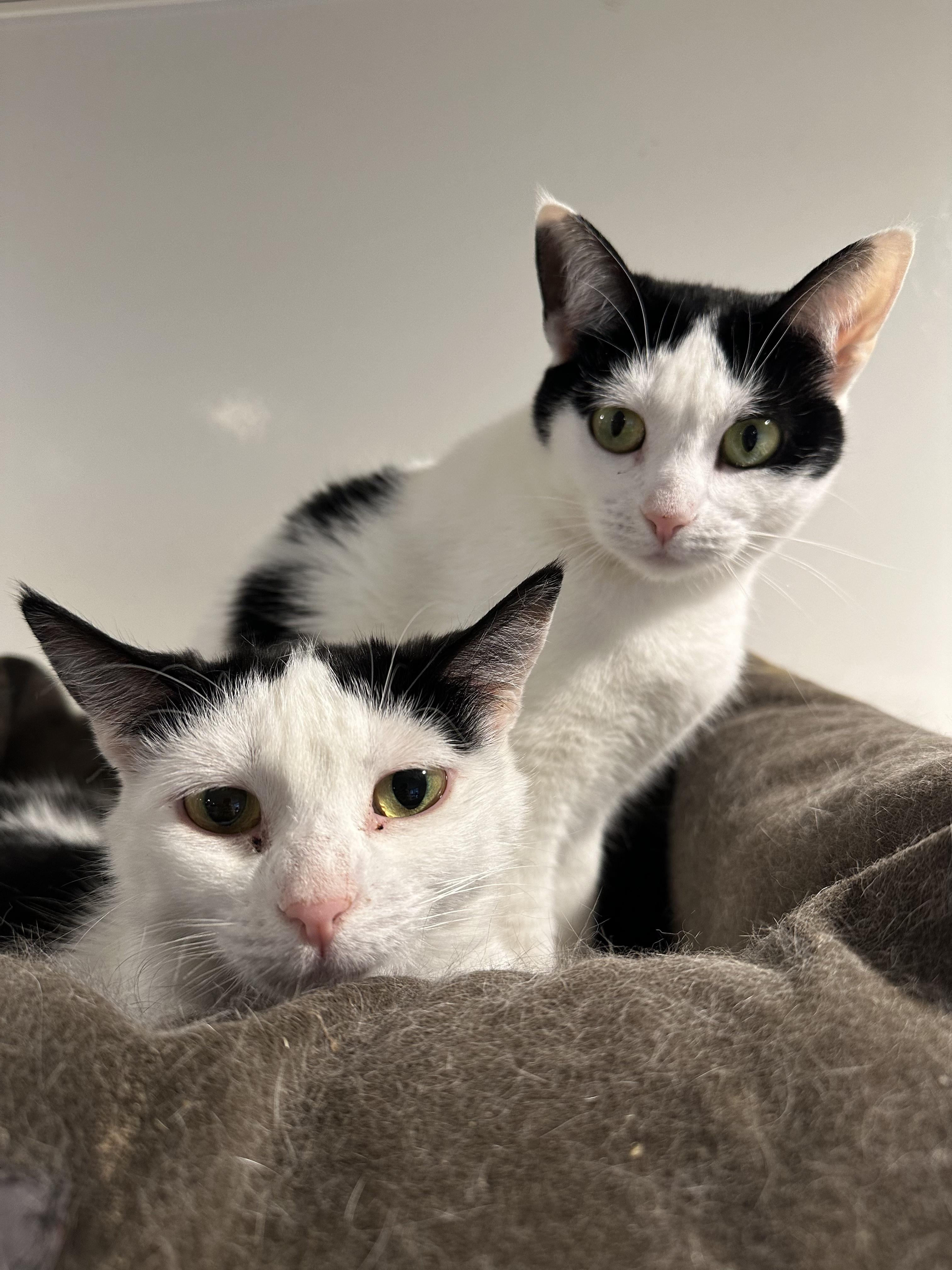 Atlas & Compass, Adopted, Adult Female Domestic Short Hair.