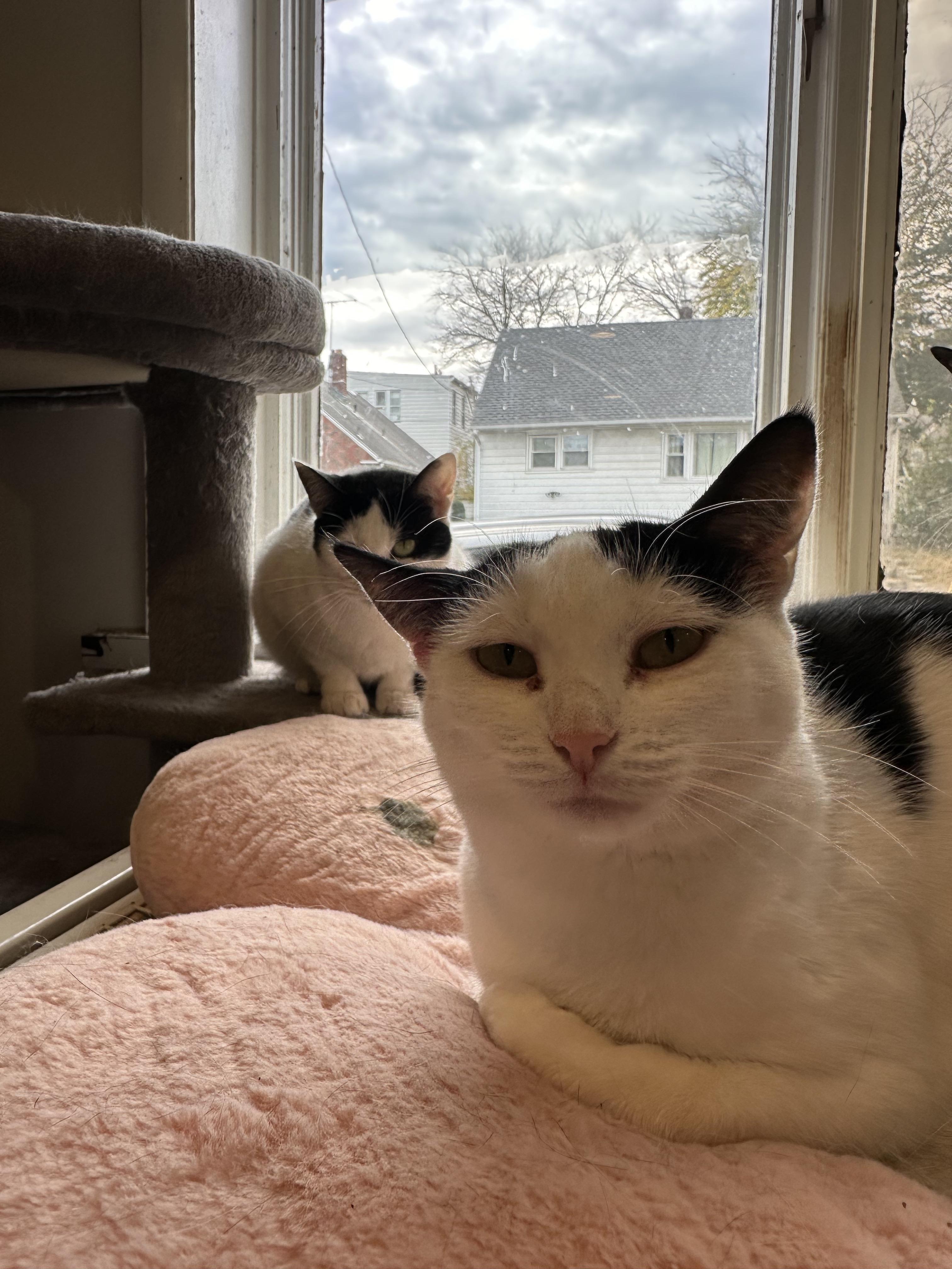 Atlas & Compass, a Adopted Domestic Short Hair in Clifton, NJ image 4/5