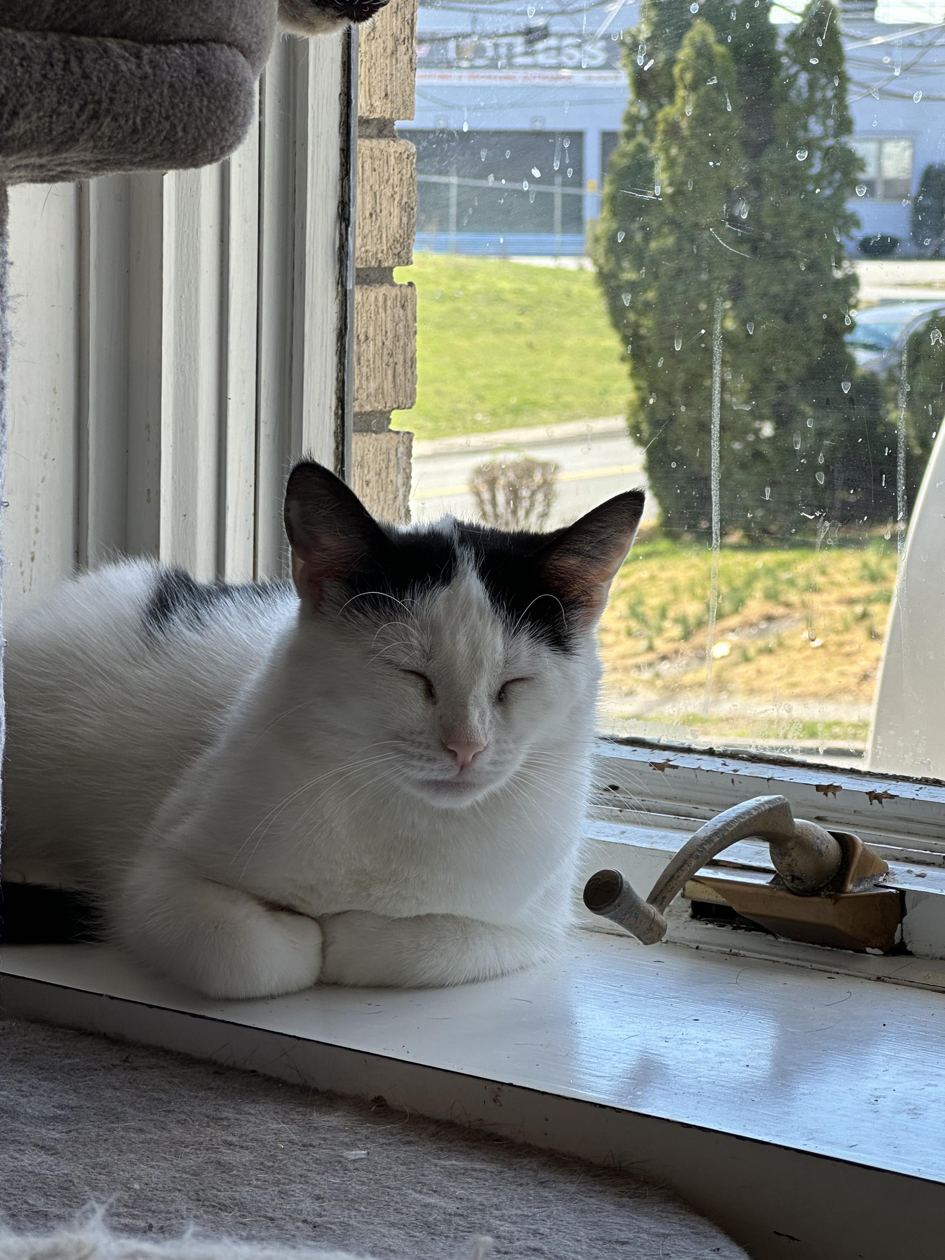 Atlas & Compass, a Adopted Domestic Short Hair in Clifton, NJ image 5/5