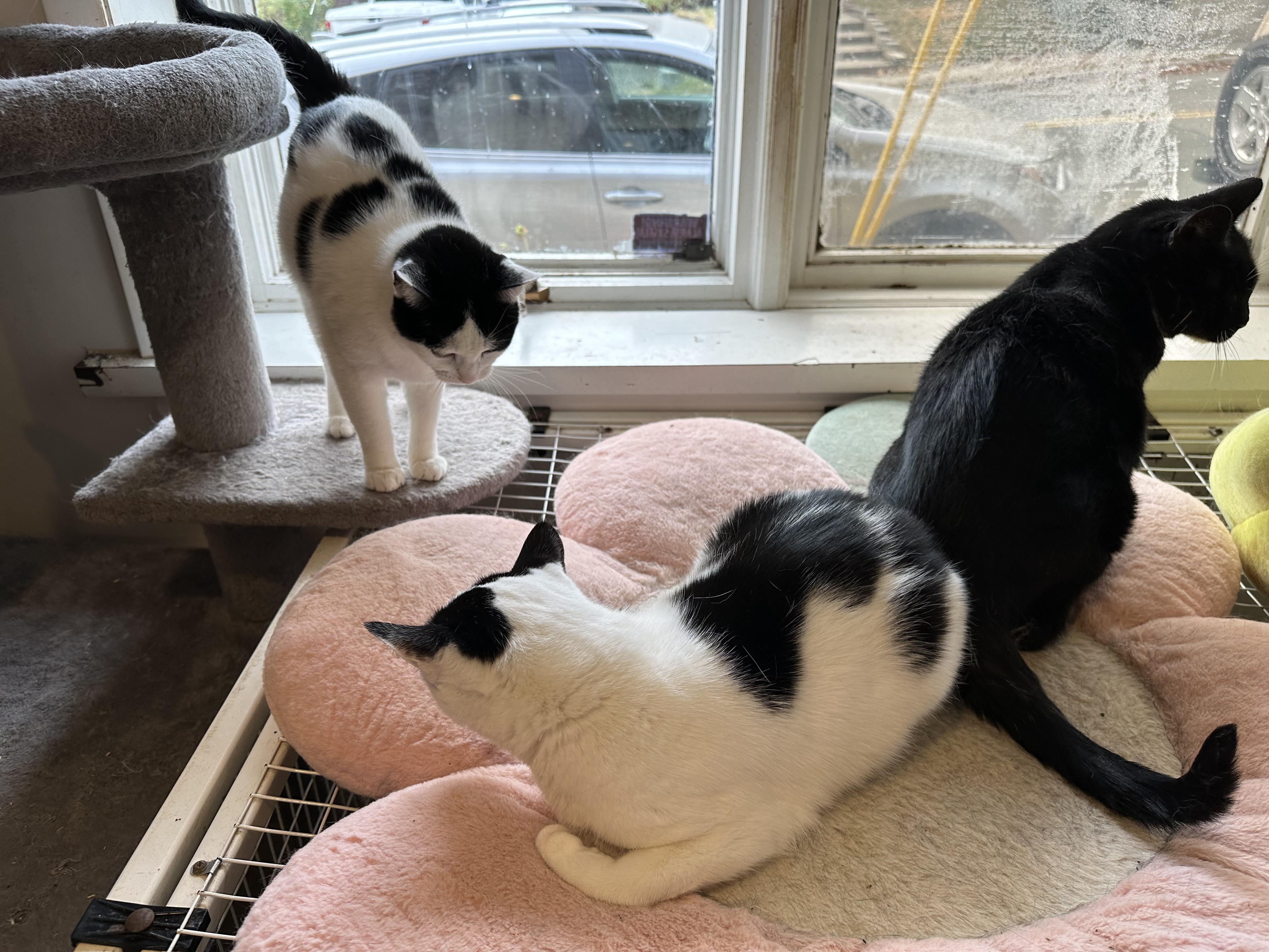 Atlas & Compass, a Adopted Domestic Short Hair in Clifton, NJ image 3/5