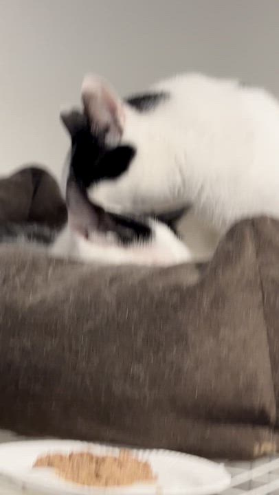 Enlarge Atlas & Compass, a Adopted Domestic Short Hair in Clifton, NJ video 2/5