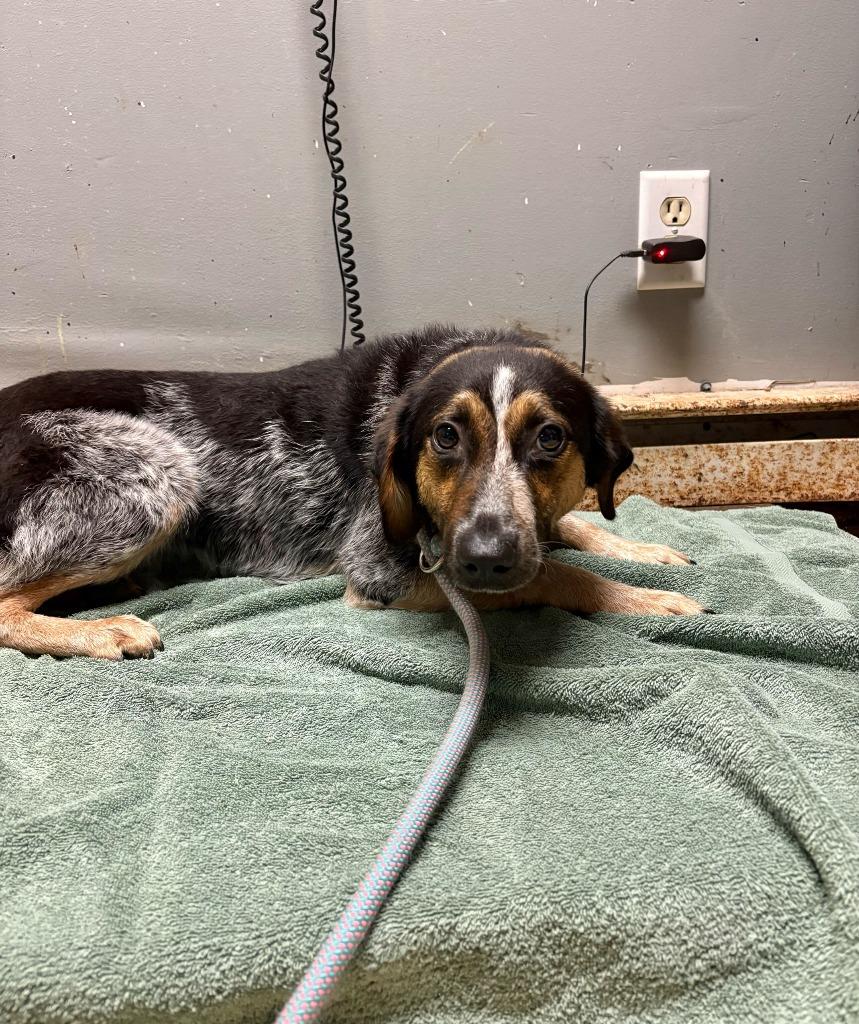 Veterinarian, Adoptable, Puppy Female Australian Cattle Dog / Blue Heeler & Mixed Breed.
