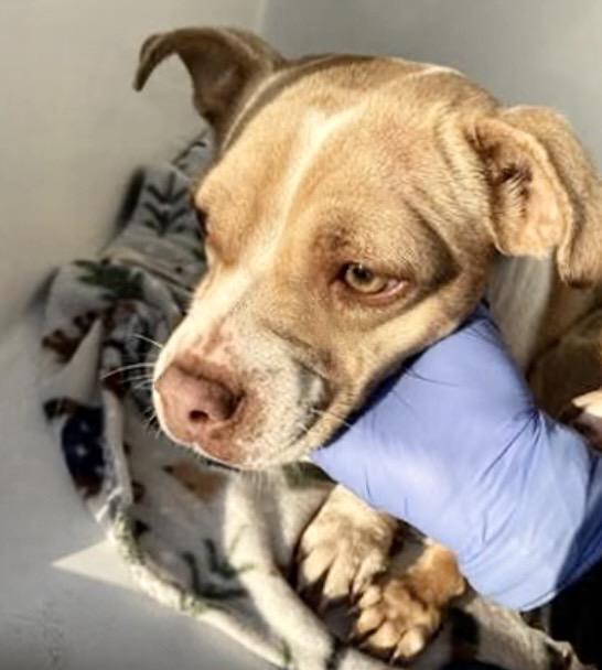 A650895 — thumbnail 2