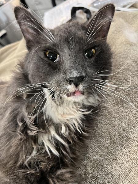 Gregory, Adoptable, Adult Male Domestic Short Hair.