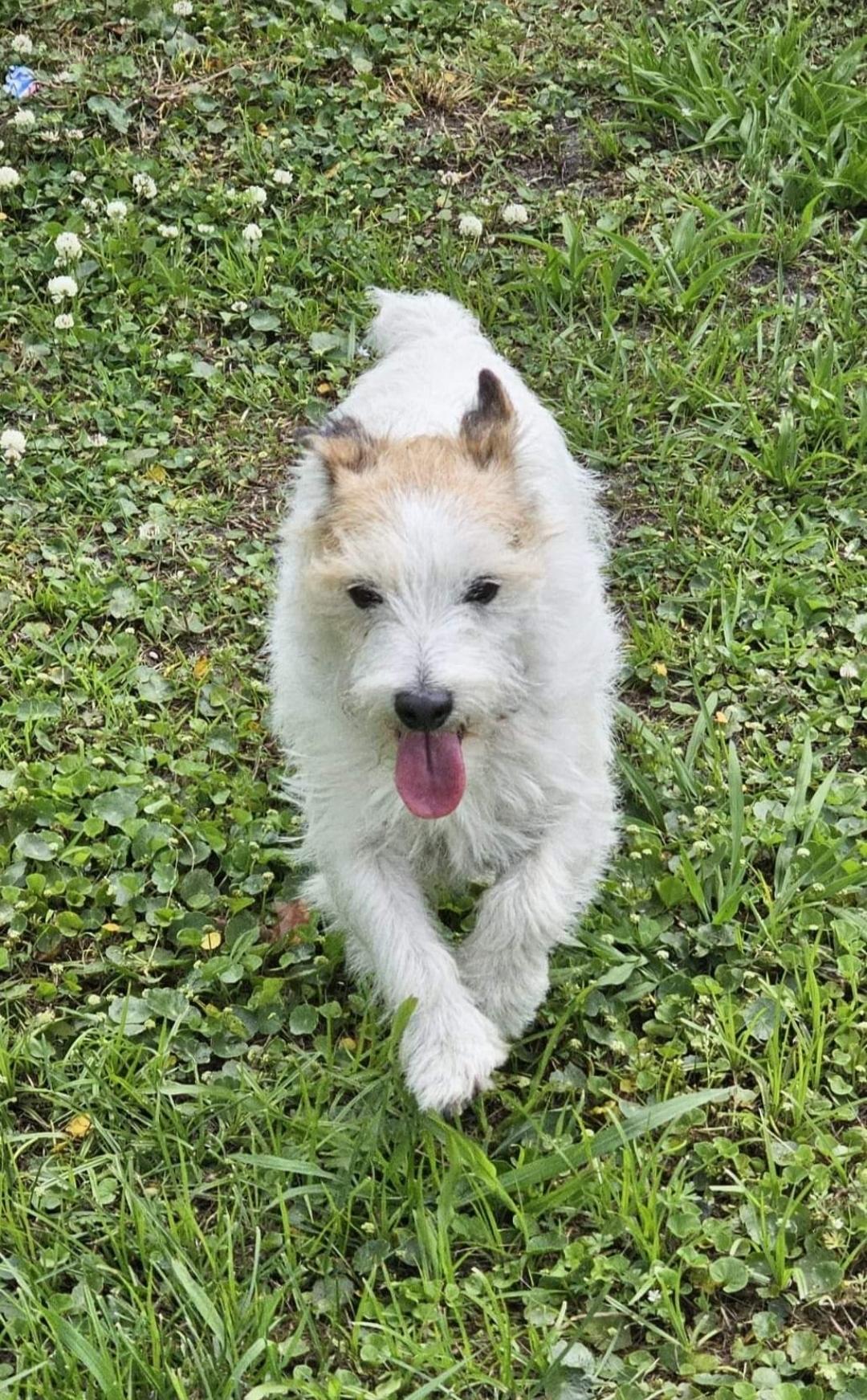 Enlarge Lollipop, a Adopted Jack Russell Terrier in Durham, NC image 2/4