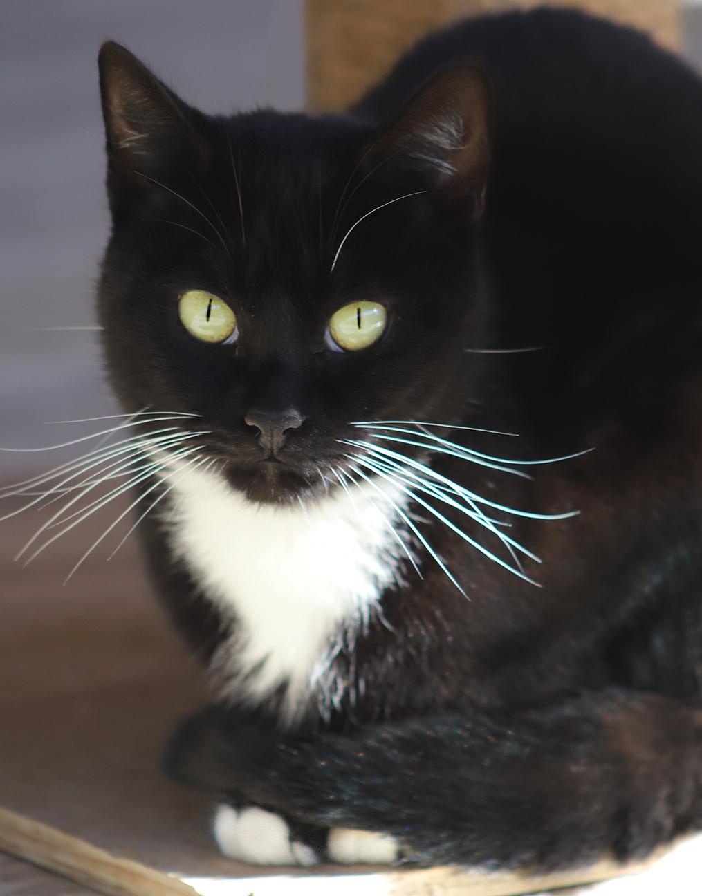 Enlarge Georgia, a Adoptable Domestic Short Hair in North Fort Myers, FL image 1/3