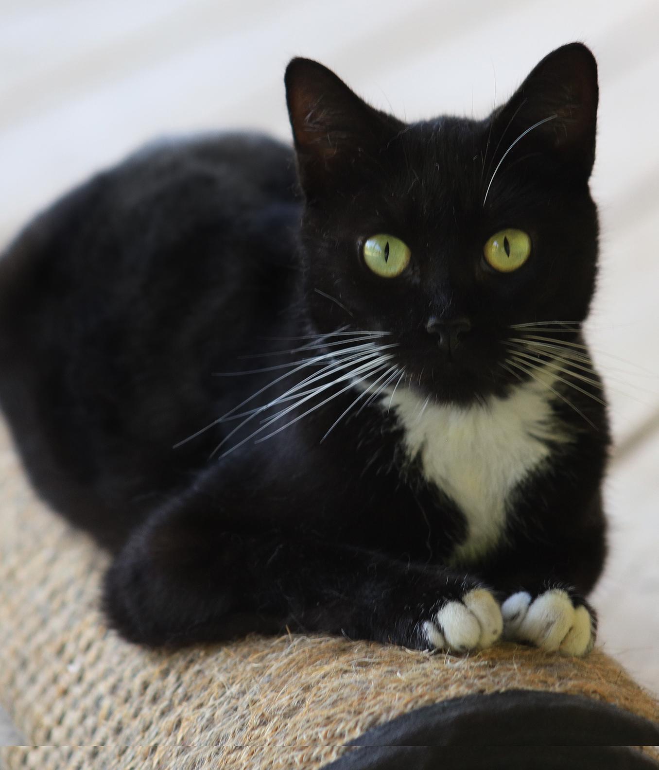 Georgia, Adoptable, Young Female Domestic Short Hair.