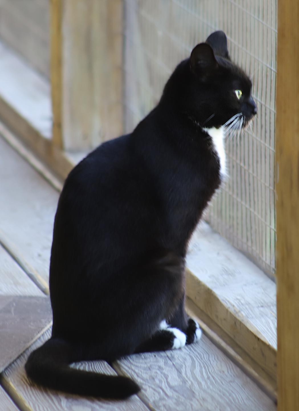 Enlarge Georgia, a Adoptable Domestic Short Hair in North Fort Myers, FL image 4/4
