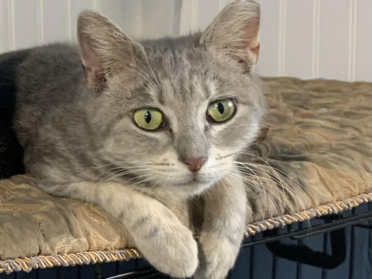 Enlarge Peanut, a Adoptable Domestic Short Hair in Tampa, FL image 1/3