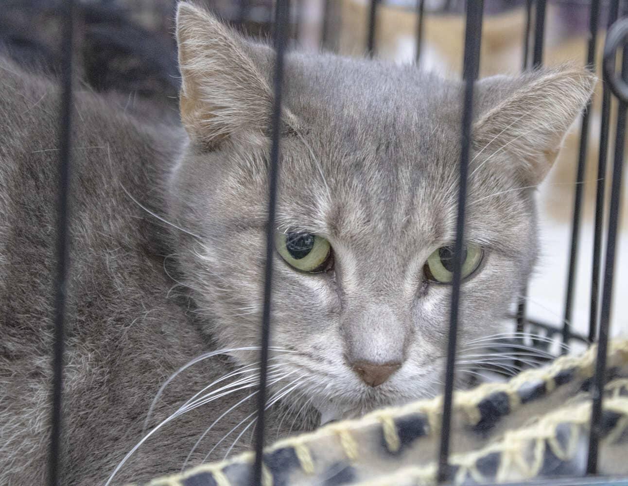 Enlarge Peanut, a Adoptable Domestic Short Hair in Tampa, FL image 2/3