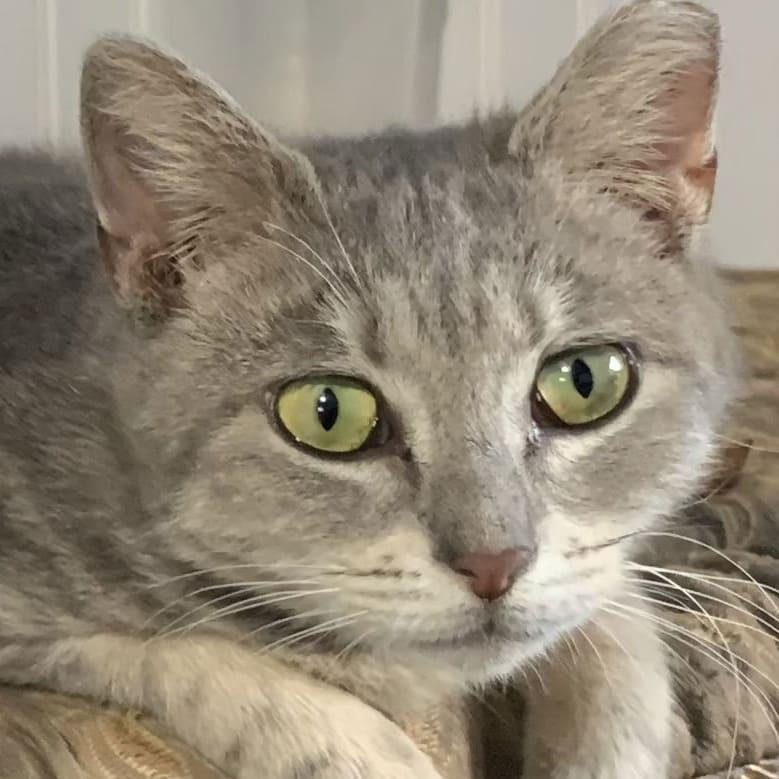 Enlarge Peanut, a Adoptable Domestic Short Hair in Tampa, FL image 3/3