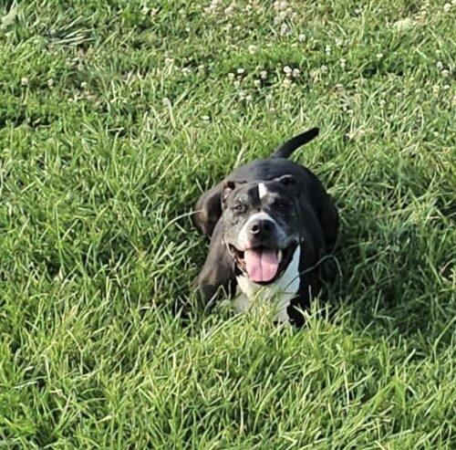 Enlarge Sam, a Adoptable mixed breed in Tipp City, OH image 3/5