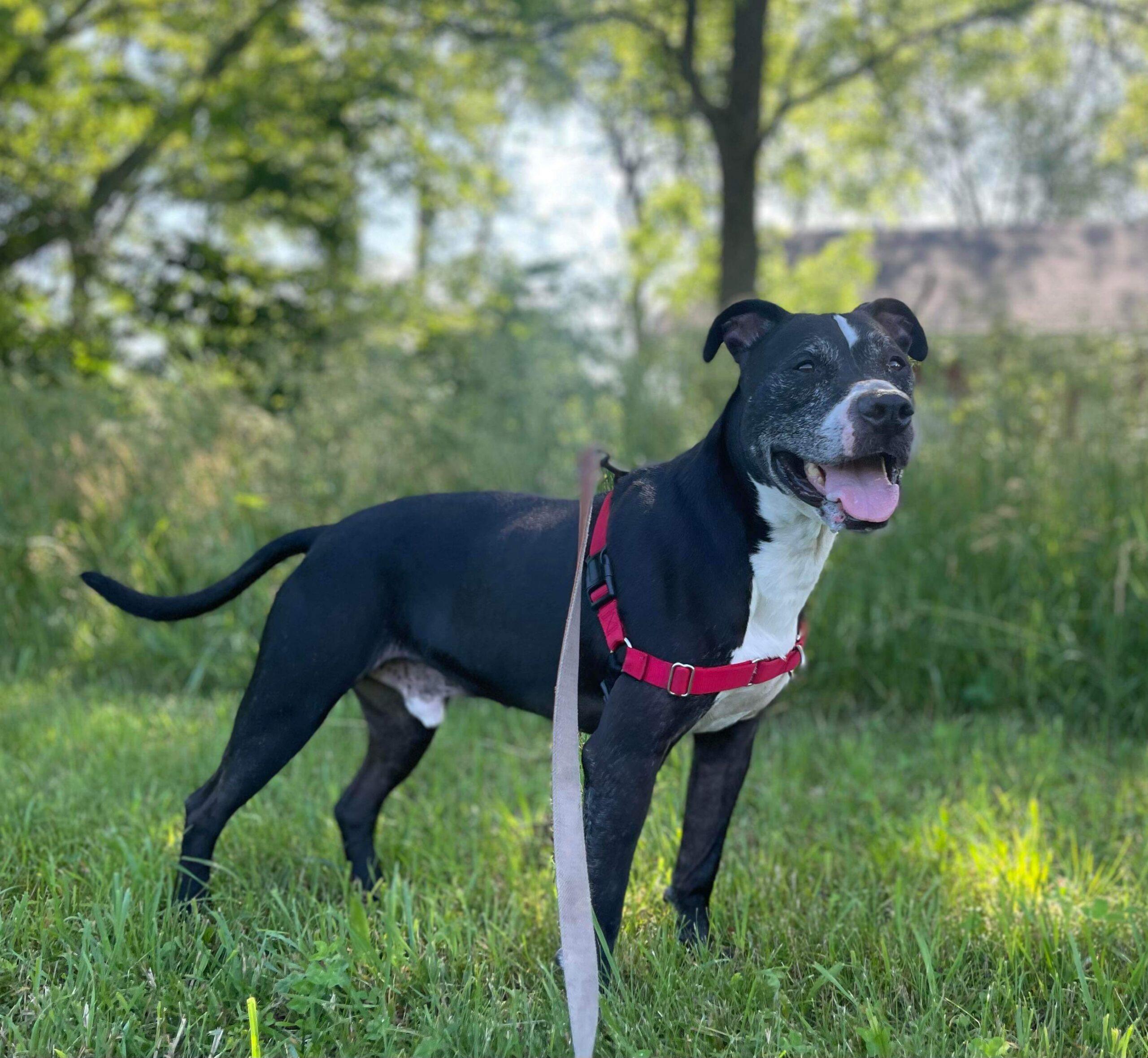 Sam, a Adoptable mixed breed in Tipp City, OH image 1/5
