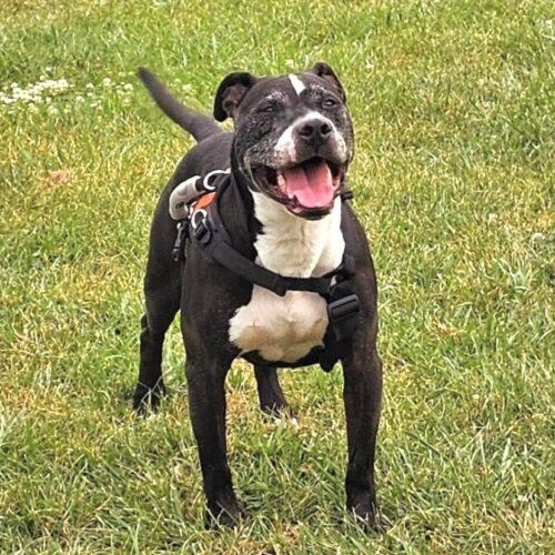 Sam, Adoptable, Senior Male Pit Bull Terrier & Mixed Breed.