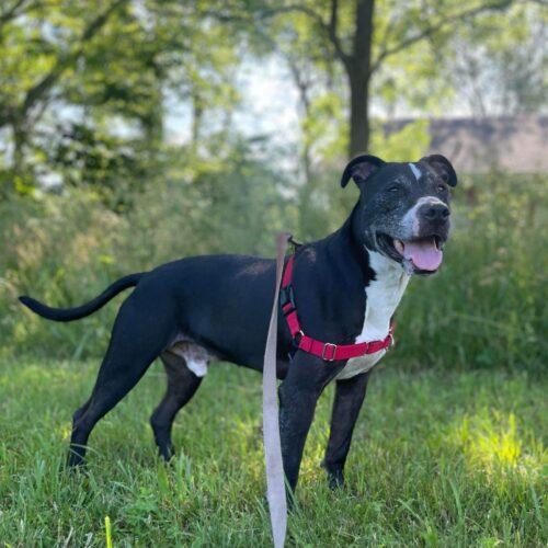 Enlarge Sam, a Adoptable mixed breed in Tipp City, OH image 2/5