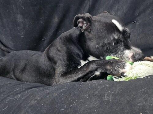 Enlarge Sam, a Adoptable mixed breed in Tipp City, OH image 4/5
