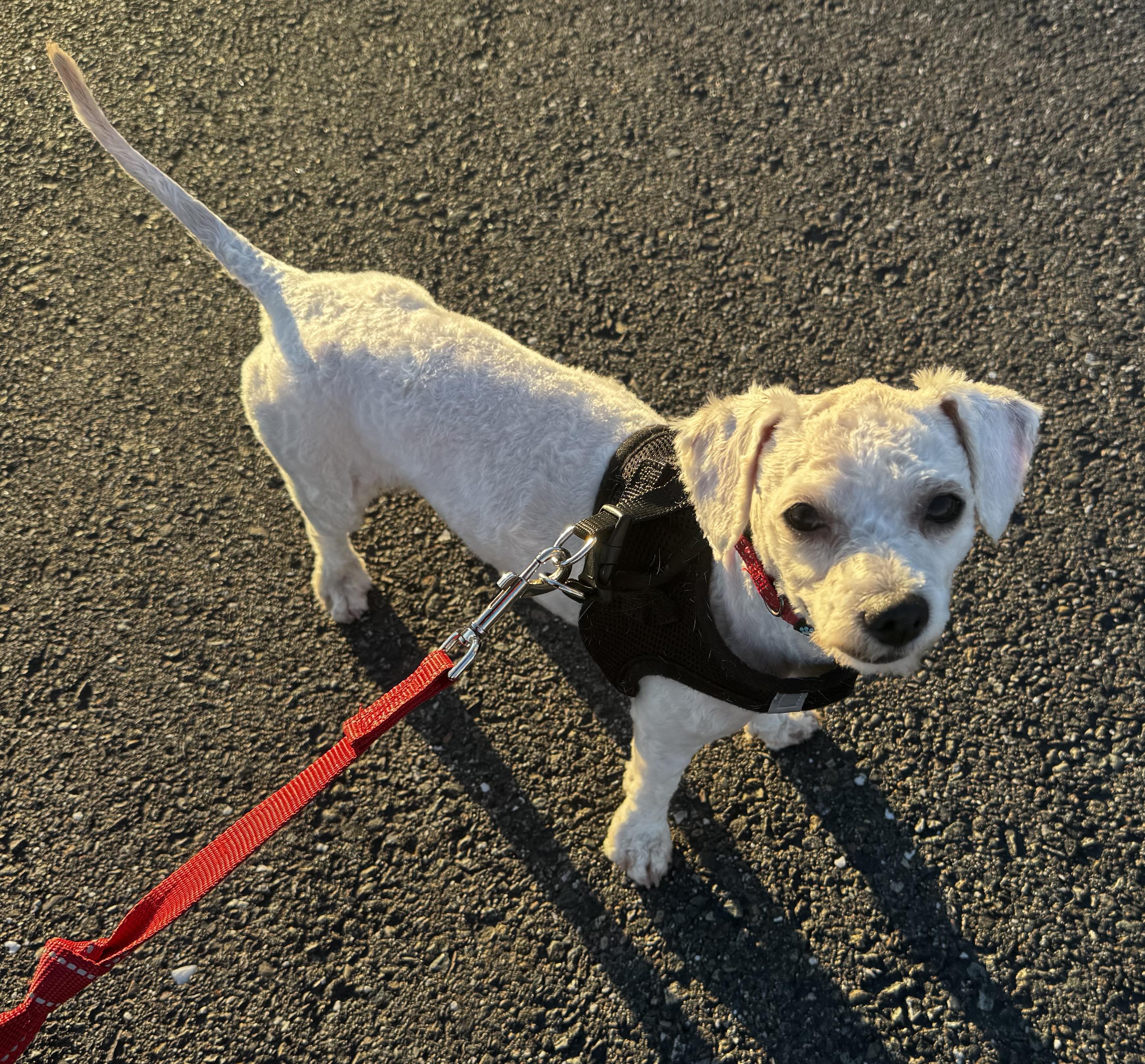 Swiffer, ADOPTABLE, Puppy Male Maltipoo.