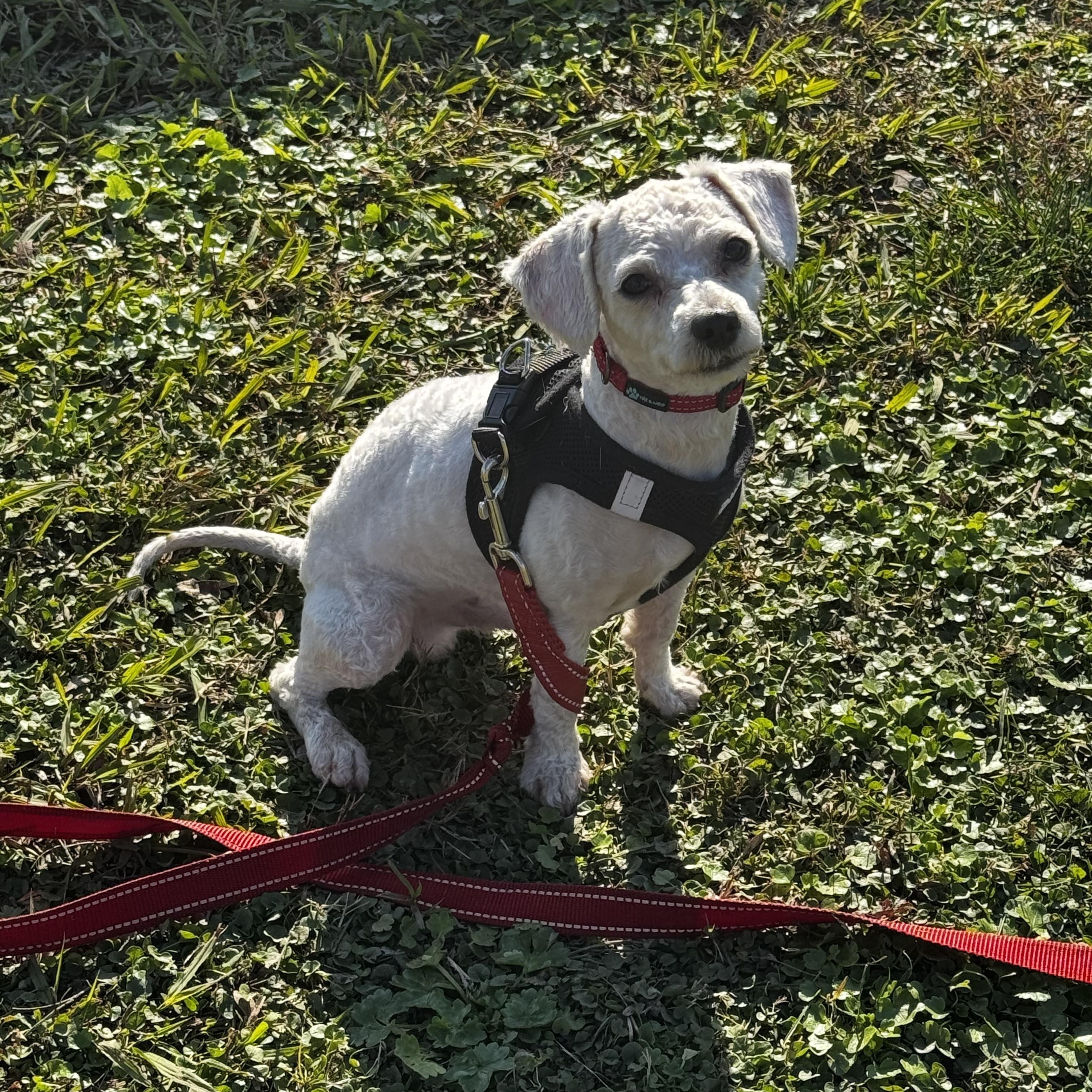 Swiffer, ADOPTABLE, Puppy Male Miniature Poodle & Maltipoo.