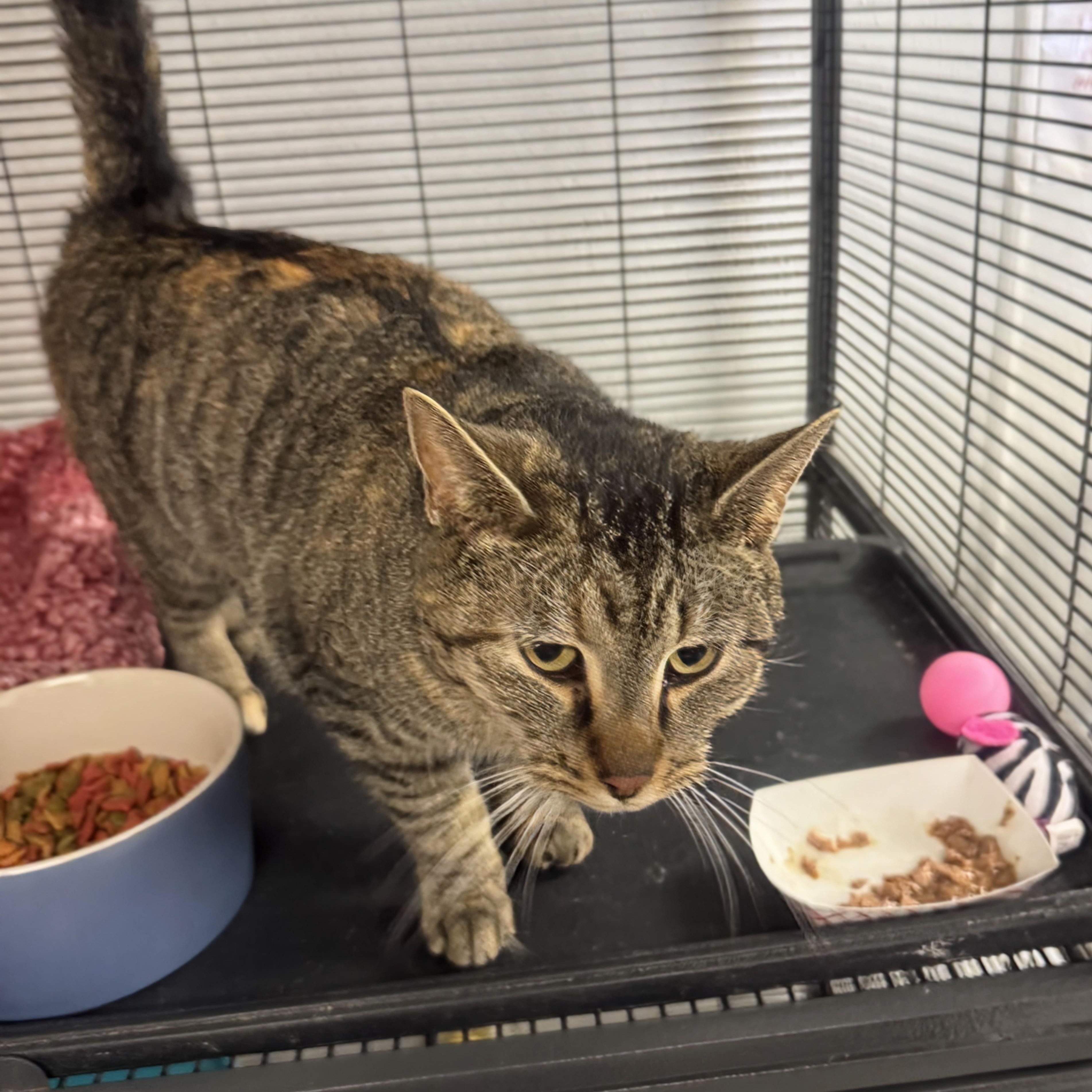 Tinsel, ADOPTABLE, Adult Female Domestic Short Hair.