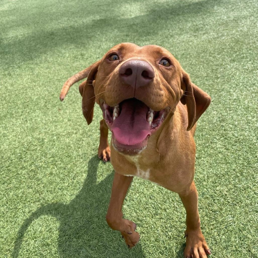 Red, Adoptable, Adult Male Hound.