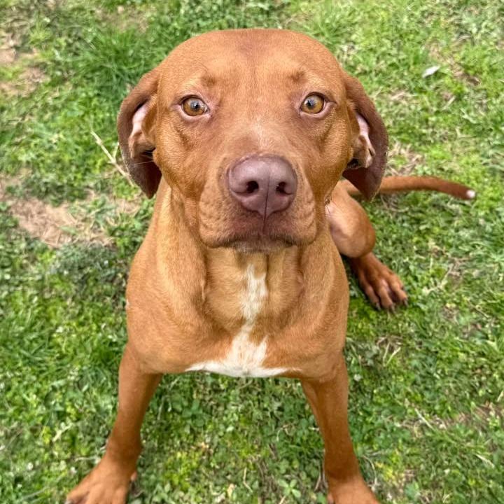 Red, Adoptable, Adult Male Hound.