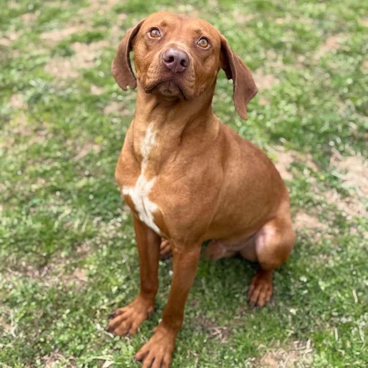 Enlarge Red, a Adoptable Hound in Starkville, MS image 2/6