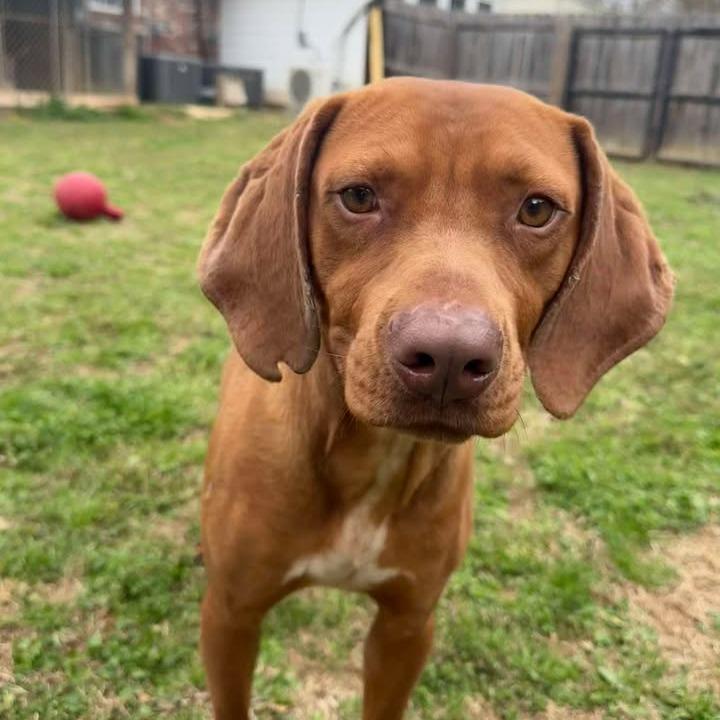 Enlarge Red, a Adoptable Hound in Starkville, MS image 3/6
