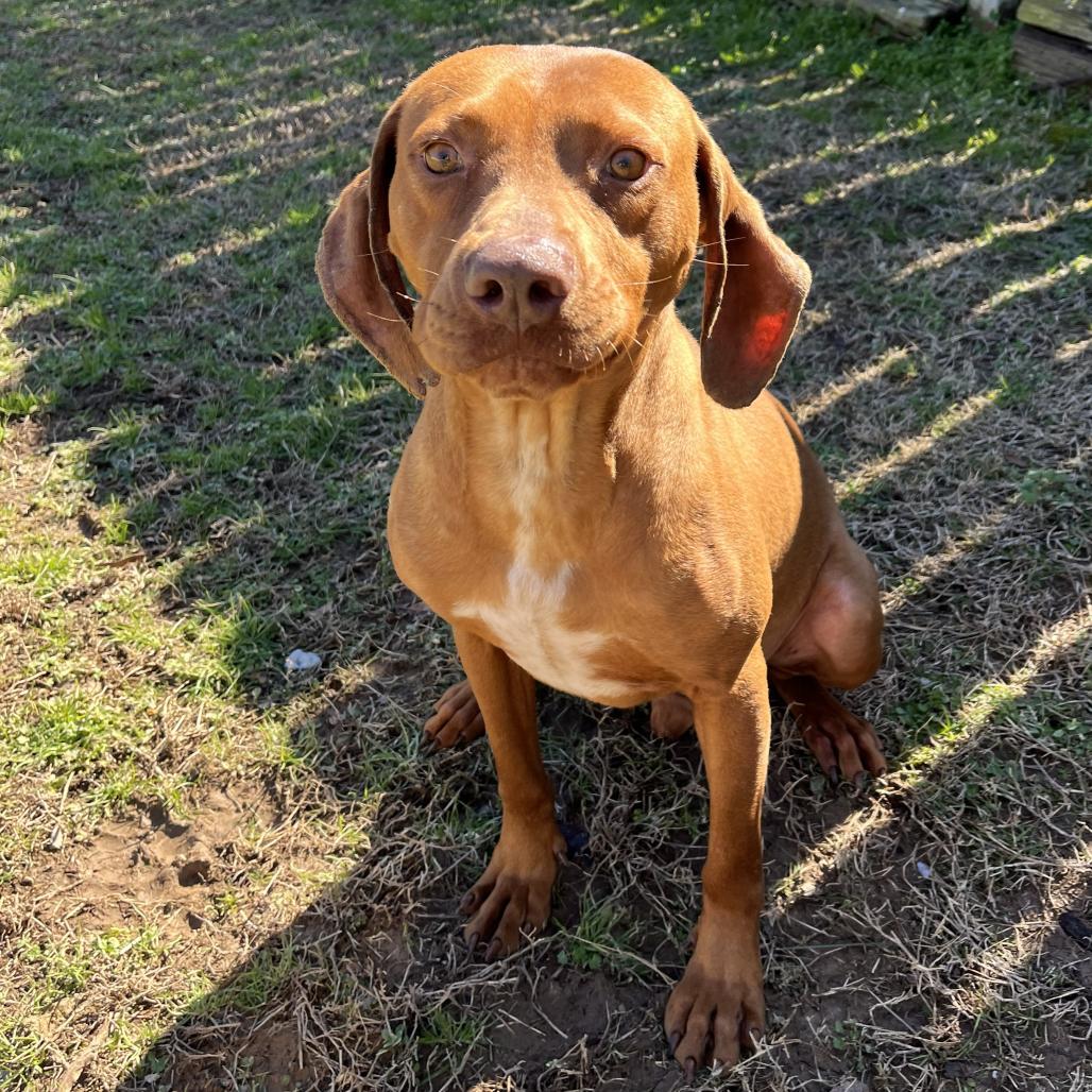 Enlarge Red, a Adoptable Hound in Starkville, MS image 4/6
