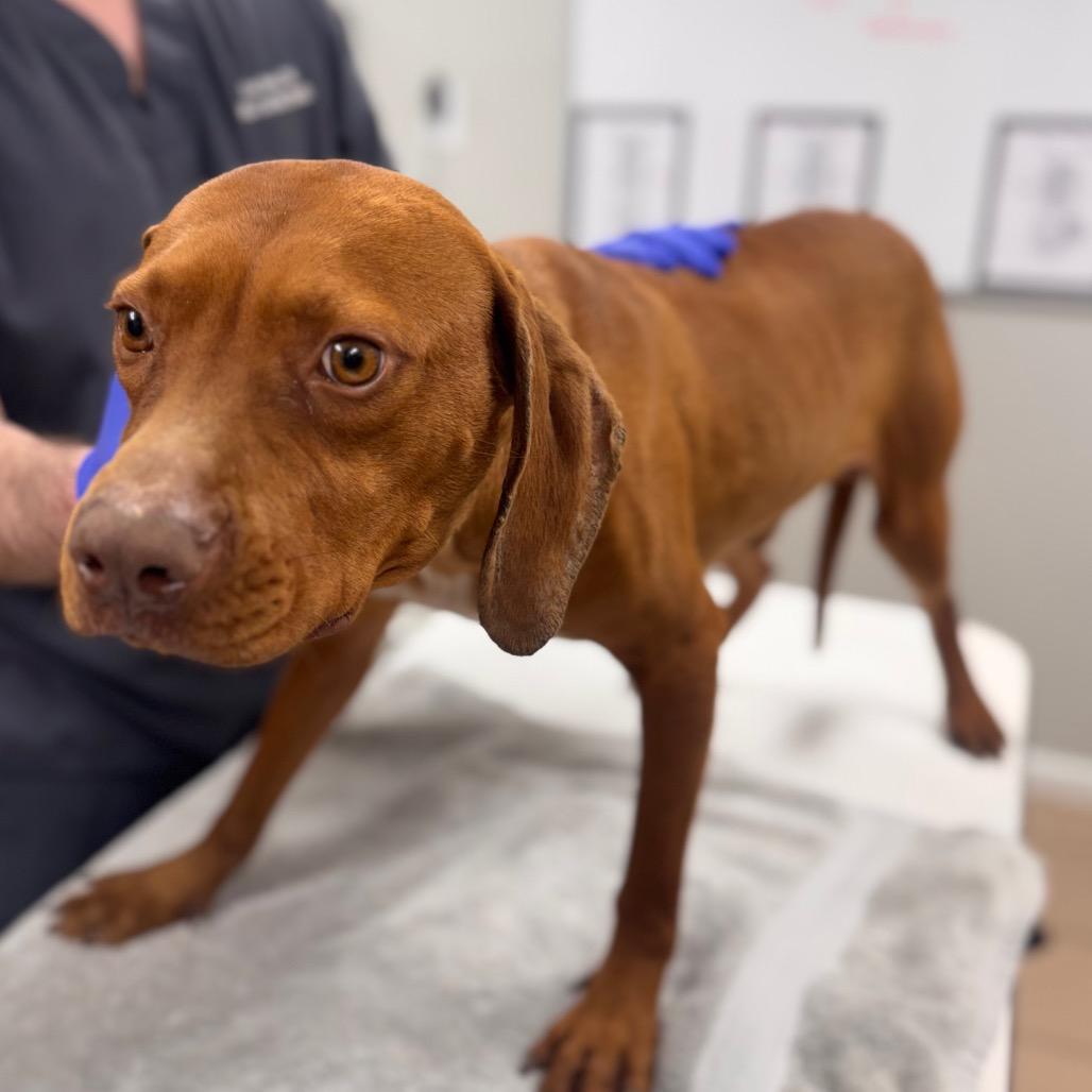 Red, Adoptable, Adult Male Hound.