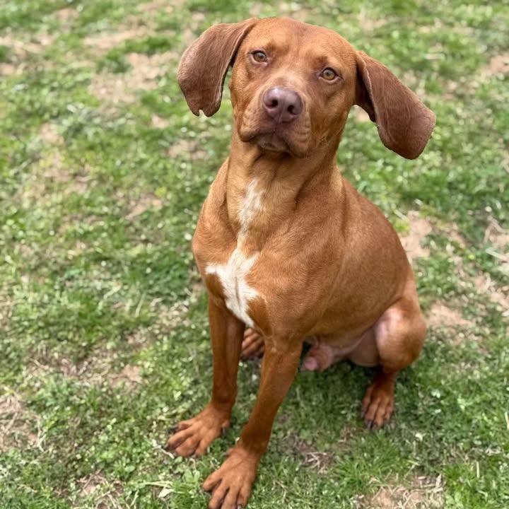 Enlarge Red, a Adoptable Hound in Starkville, MS image 6/6
