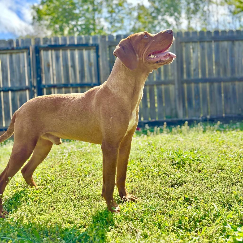 Enlarge Red, a Adoptable Hound in Starkville, MS image 6/6