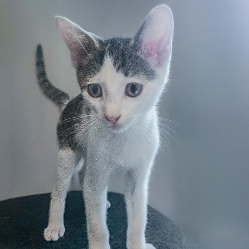 Stevie Wonder, Adoptable, Kitten Male Domestic Short Hair.