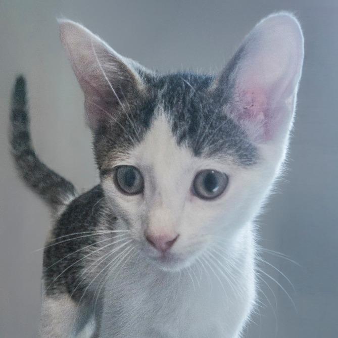 Enlarge Stevie Wonder, a Adoptable Domestic Short Hair in Chapel Hill, NC image 2/2