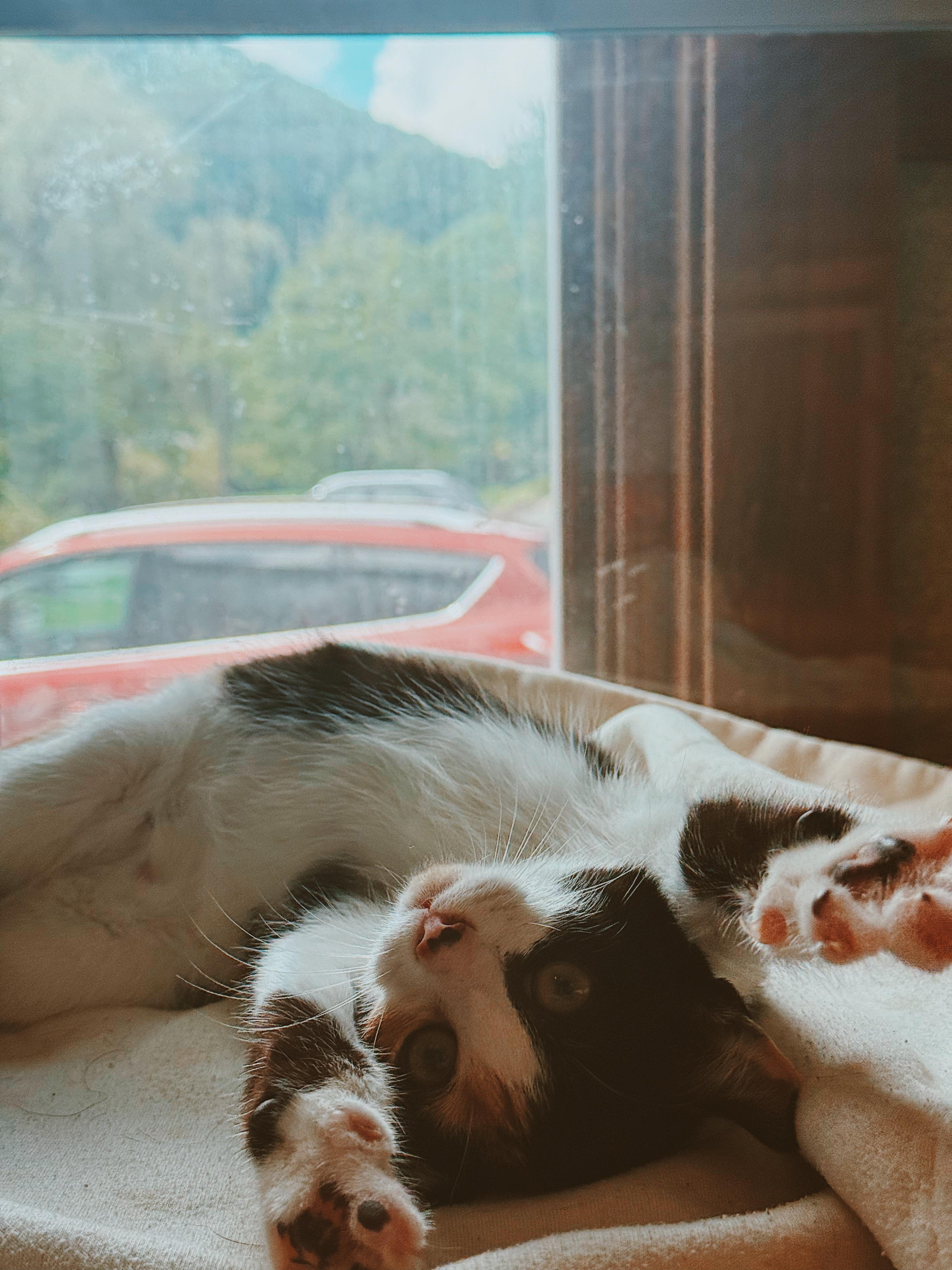 Enlarge Gwen Stacy, an adopted Calico in BOONE, NC image 2/2