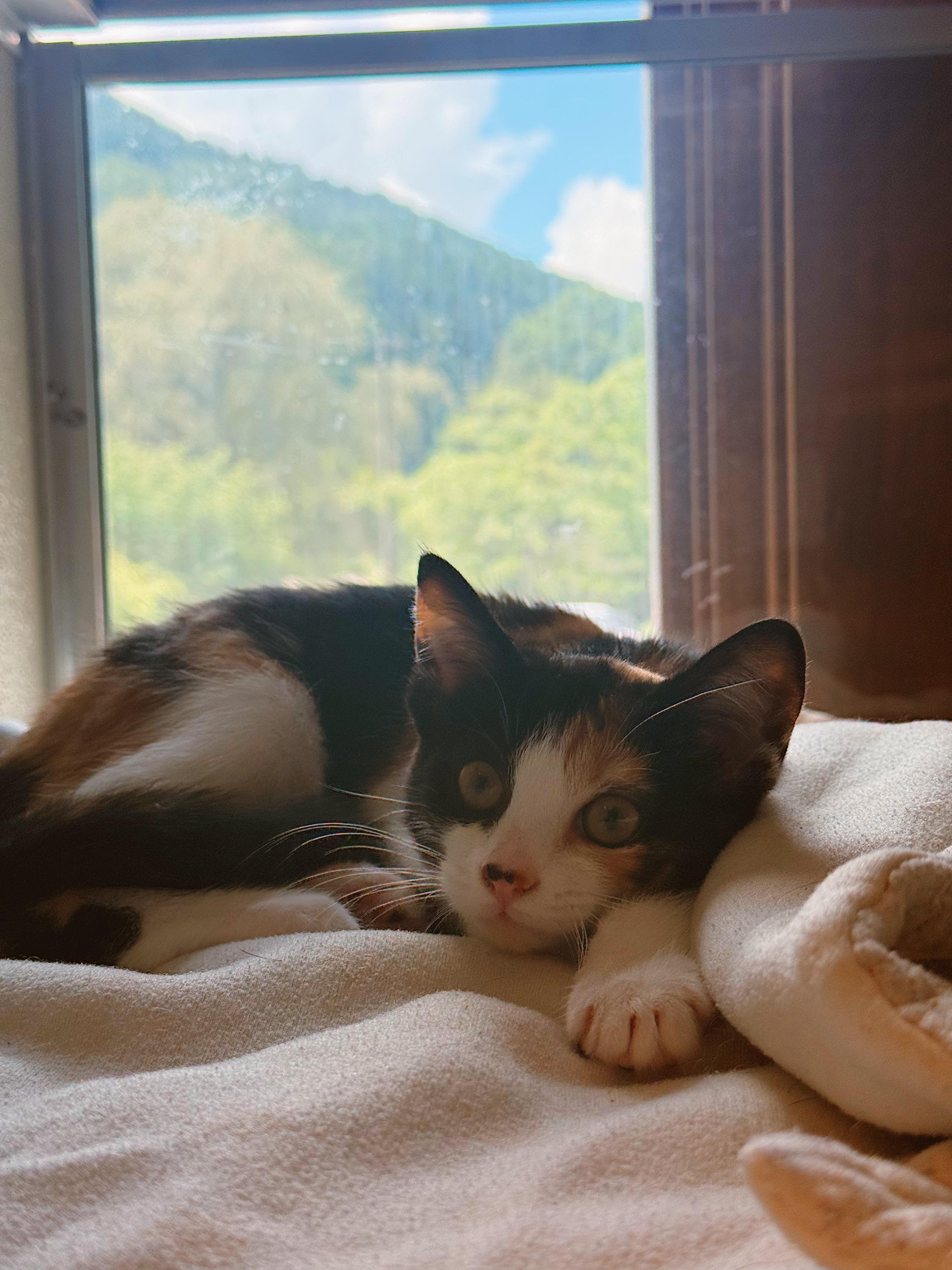 Enlarge Gwen Stacy, an adopted Calico in BOONE, NC image 1/2