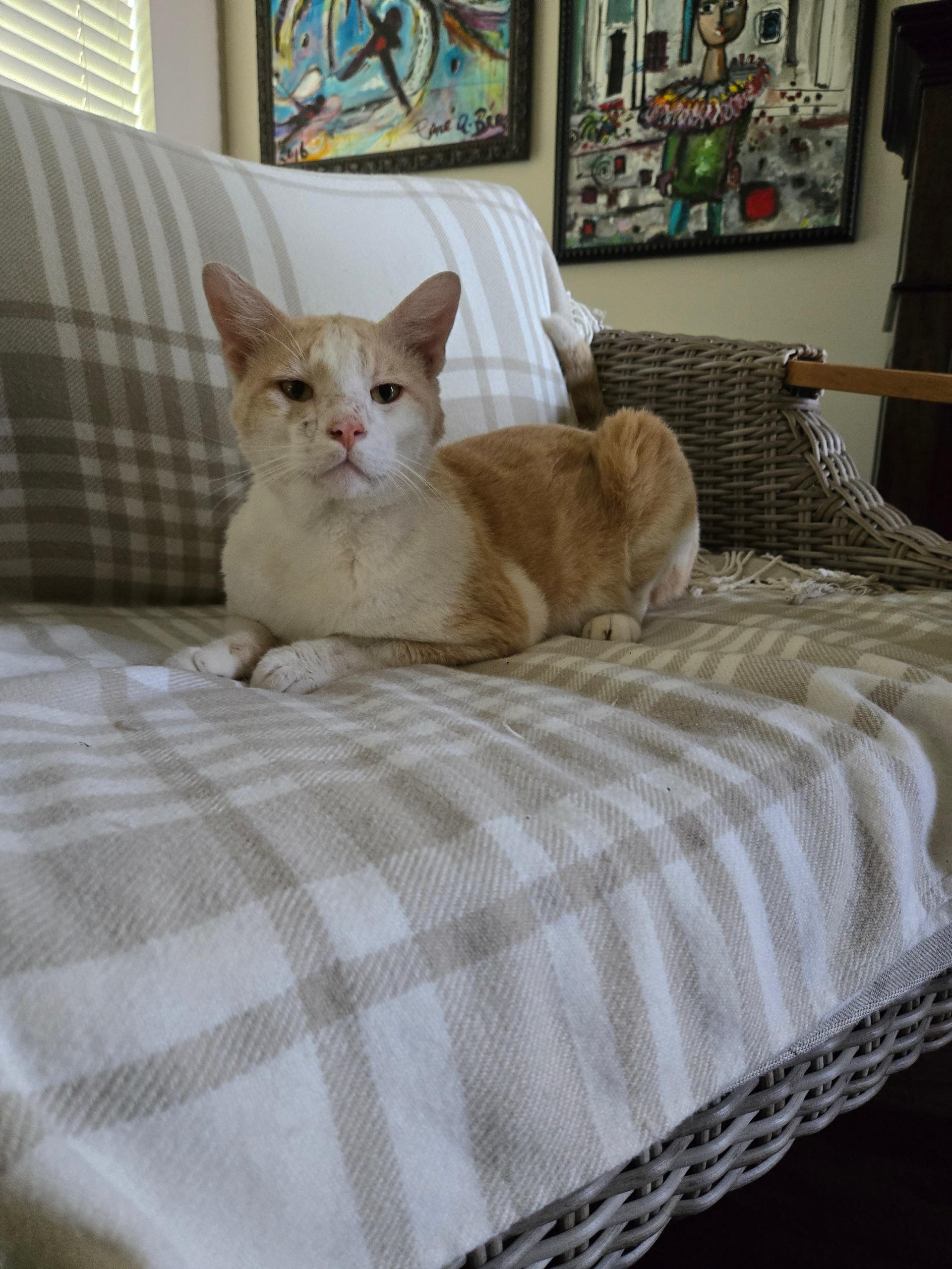 Heathcliff, a Adoptable Domestic Short Hair in Huffman, TX image 1/2