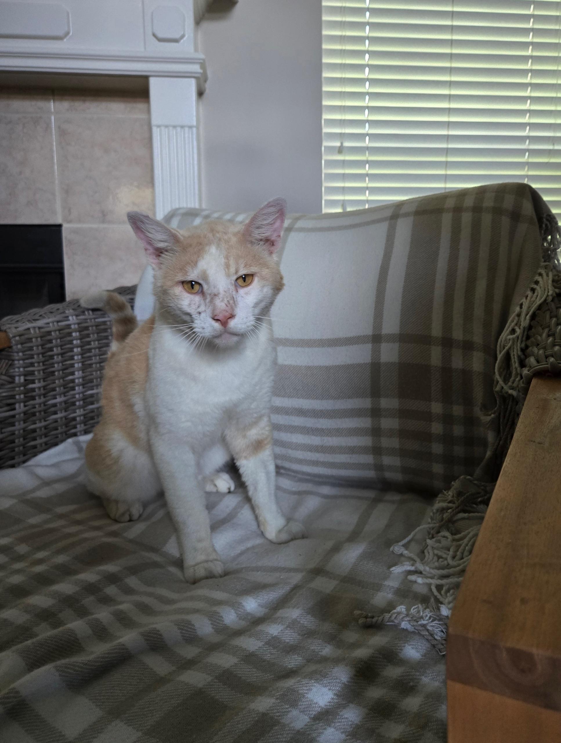 Heathcliff, a Adoptable Domestic Short Hair in Huffman, TX image 2/2