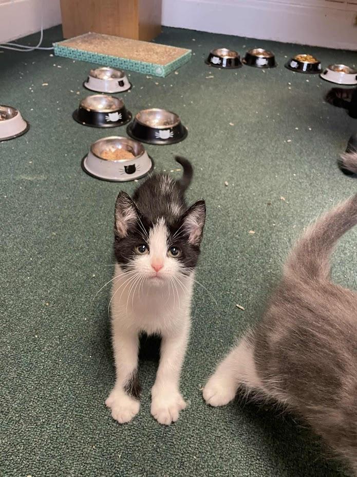 Macchiato, a Adoptable Domestic Short Hair in Penfield, NY image 2/6