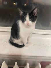 Macchiato, a Adoptable Domestic Short Hair in Penfield, NY image 5/6