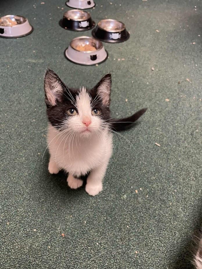 Macchiato, a Adoptable Domestic Short Hair in Penfield, NY image 3/6