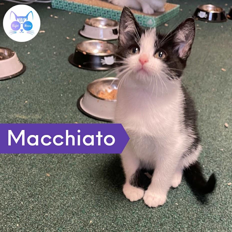 Macchiato, a Adoptable Domestic Short Hair in Penfield, NY image 1/6